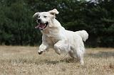 GOLDEN RETRIEVER 739